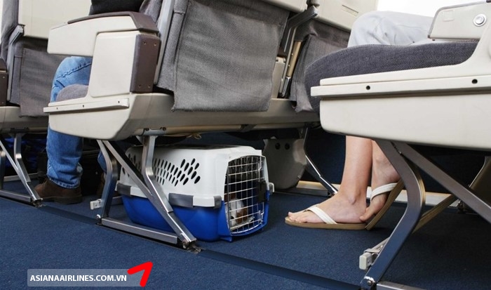 Quy định về vật nuôi, thú cưng mang lên máy bay của Asiana Airlines