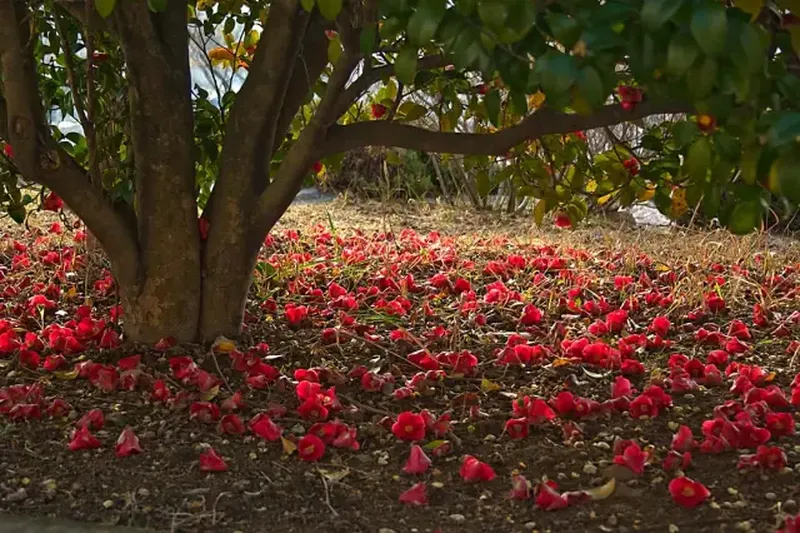 Rừng hoa trà nở rộ tại đảo Odongdo