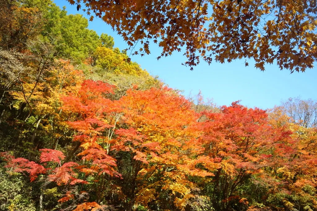 Rừng sinh thái Halla Jeju